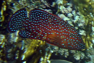 Cephalopholis miniata - Juwelen-Zackenbarsch (Juwel-Zackenbarsch)